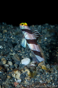 Goby by Henrik Gram Rasmussen 
